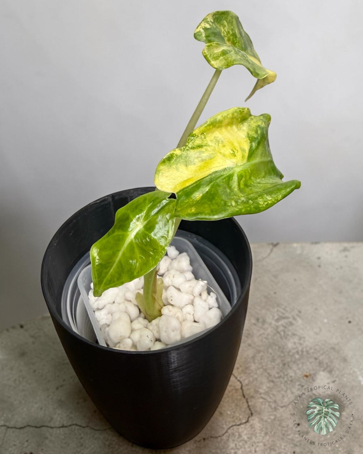 Alocasia Longiloba Grandis Aurea Variegated, young plant with golden-yellow and lime variegated leaves in a pot