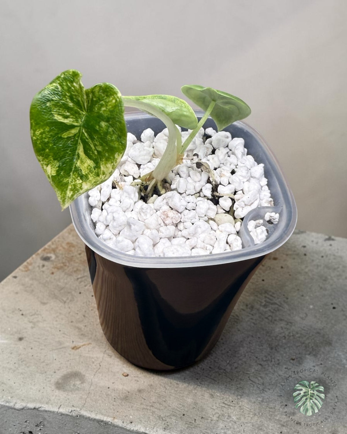 Alocasia Melo Aurea Variegated, young plant with a heavily creamy-yellow marbled leaf in a pot