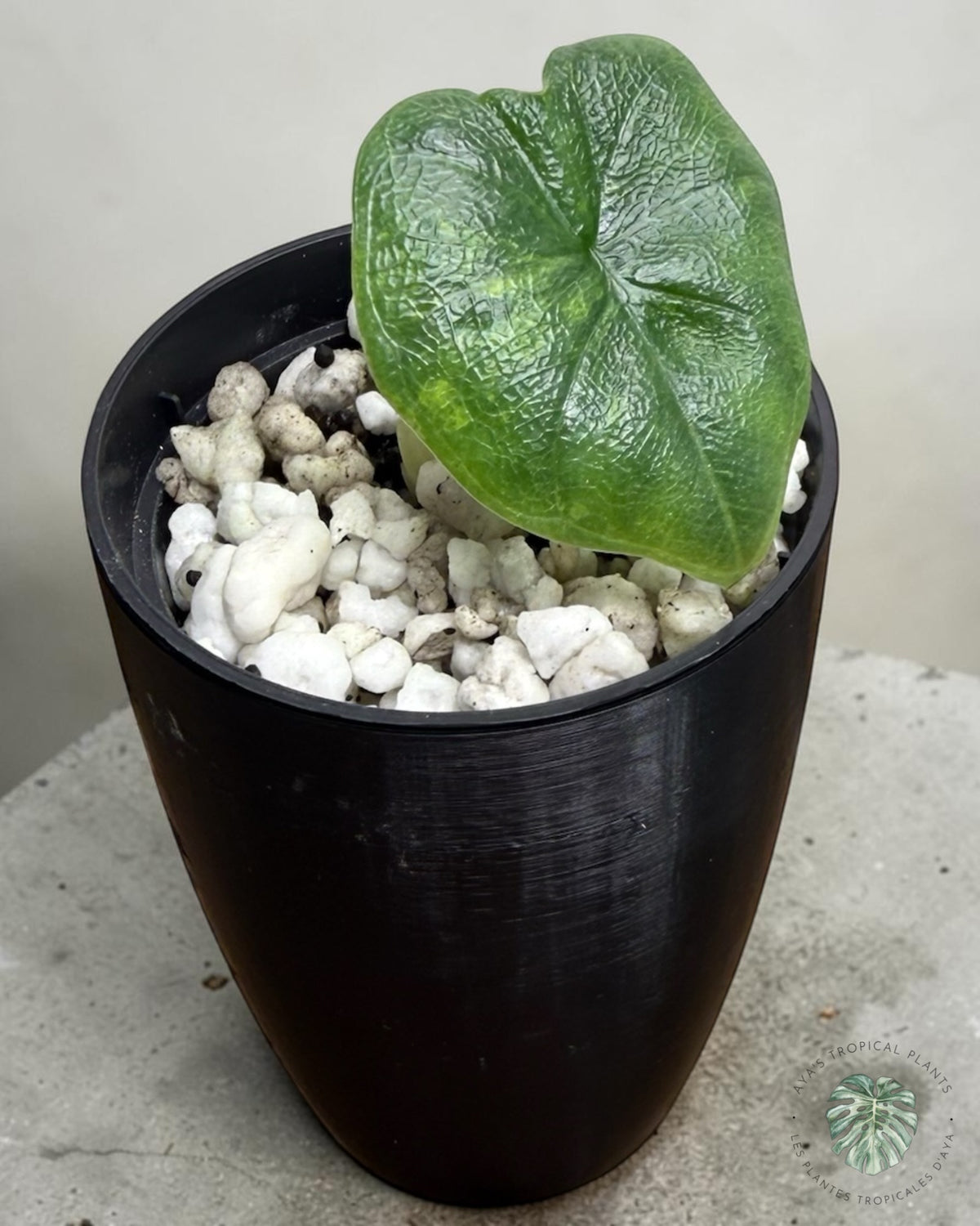 Jeune Alocasia Melo Aurea panachée, feuille épaisse et texturée à douce marbrure lime en pot