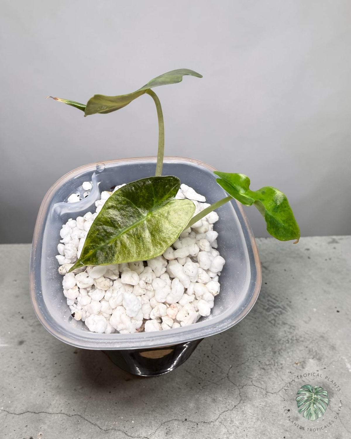 Alocasia Polly Aurea Variegated seen from above, showing marbled leaves and a new leaf