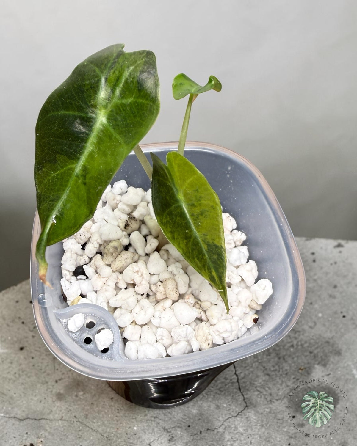 Alocasia Polly Aurea Variegated, young plant with arrow-shaped leaves and yellow-lime marbling