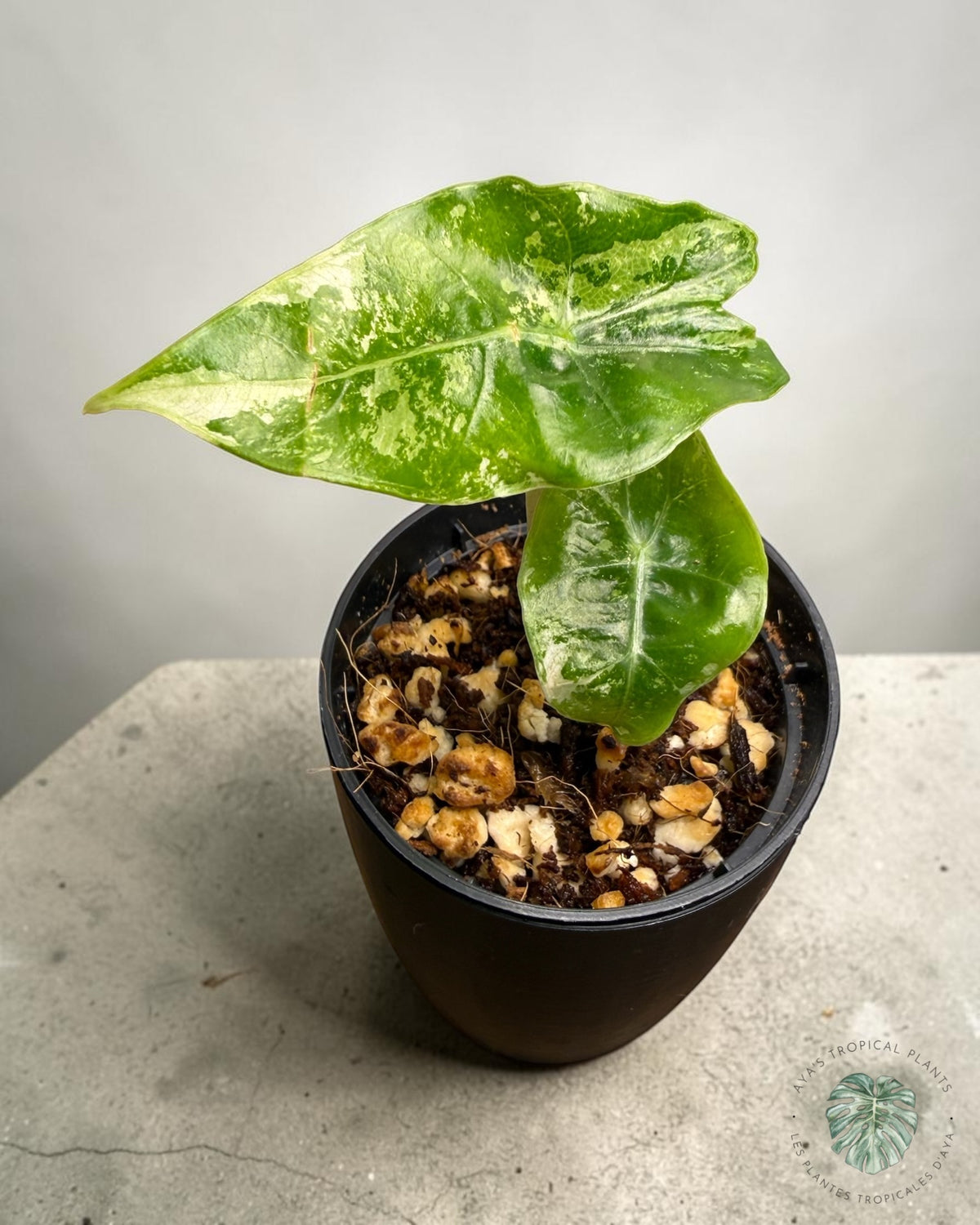 Alocasia Polly Pink Snowflake panachée, jeune plante à feuille en flèche marbrée de tons pâles en pot