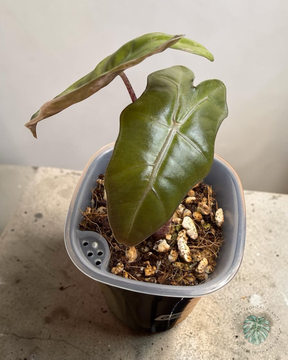 Alocasia Pseudo Sanderiana Pink panachée, feuilles vert foncé lustrées, dont une au bord rosé, en pot