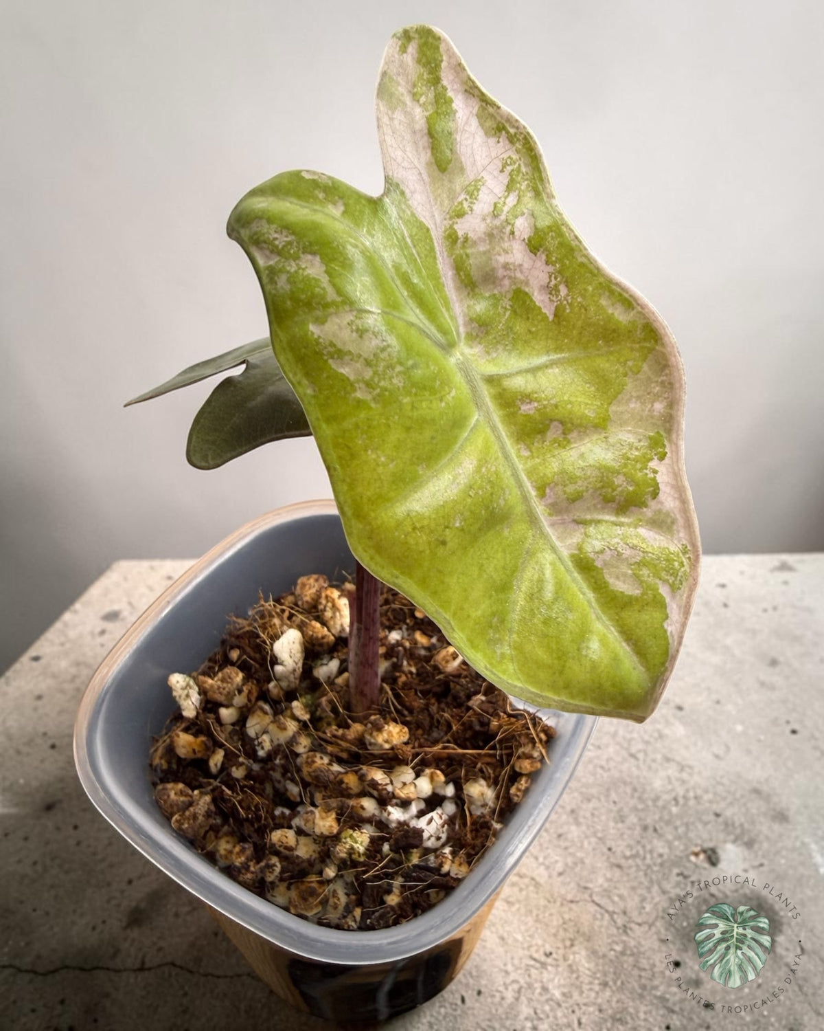 Alocasia Pseudo Sanderiana Pink panachée, feuille en flèche vert lime aux taches crème rosé