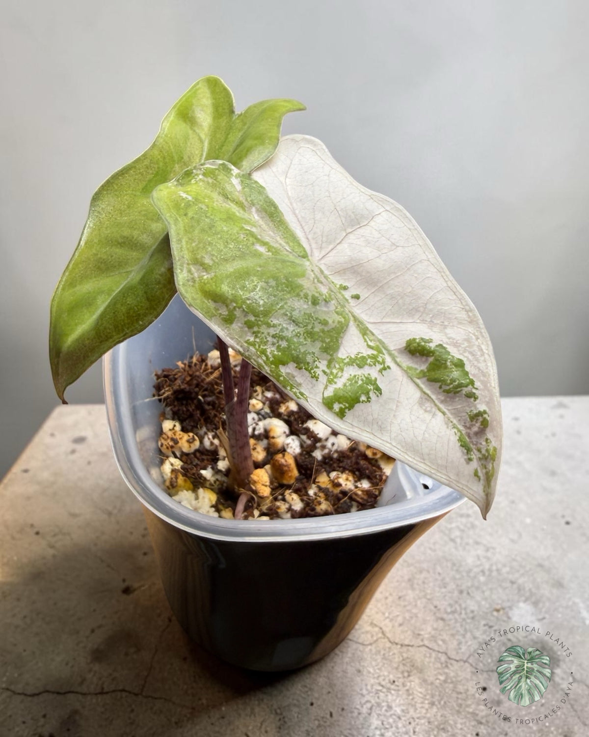 Alocasia Pseudo Sanderiana Pink panachée, jeune plante à feuille blanc crème rosé marbrée de vert en pot