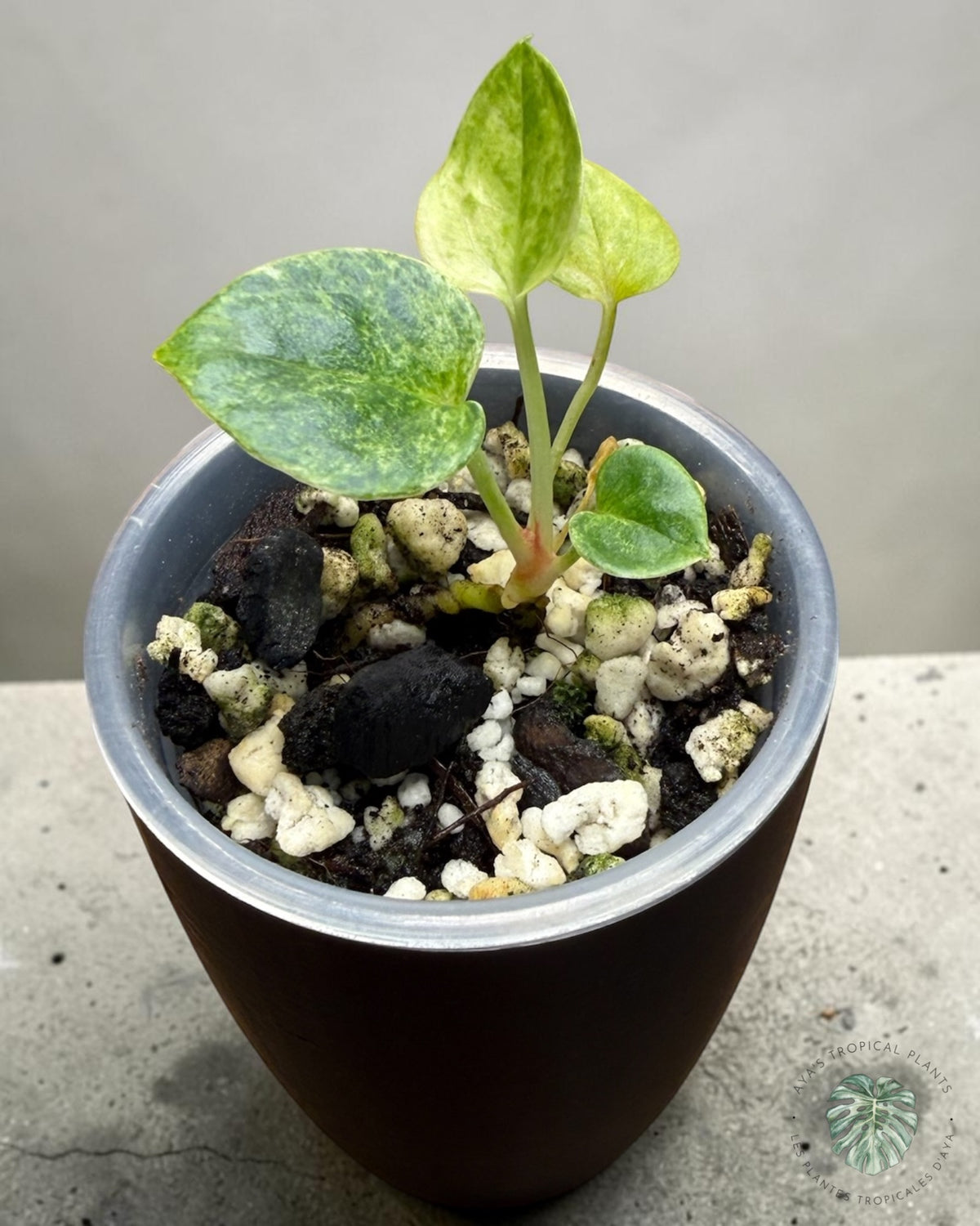 Young Anthurium Hookeri Albo Variegated with rounded leaves speckled in cream and pale lime in a pot