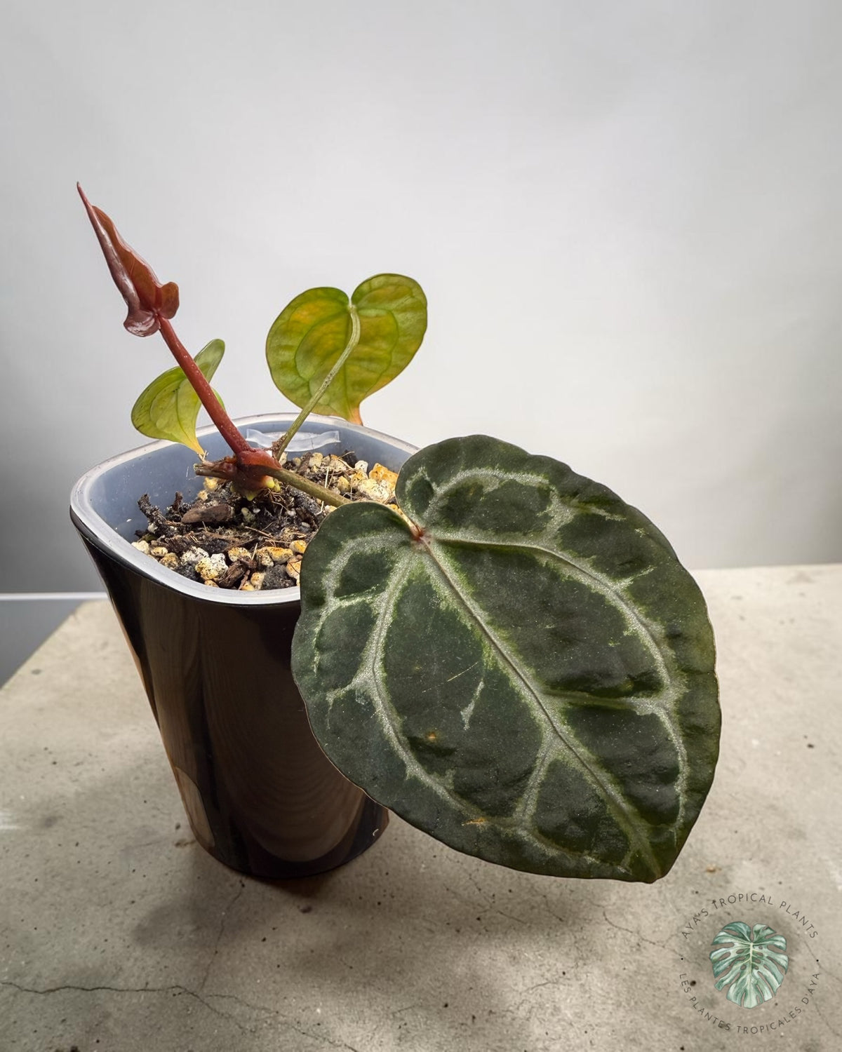 Anthurium Papi × King of Spades, young plant with a large dark heart-shaped leaf with silvery veins in a pot