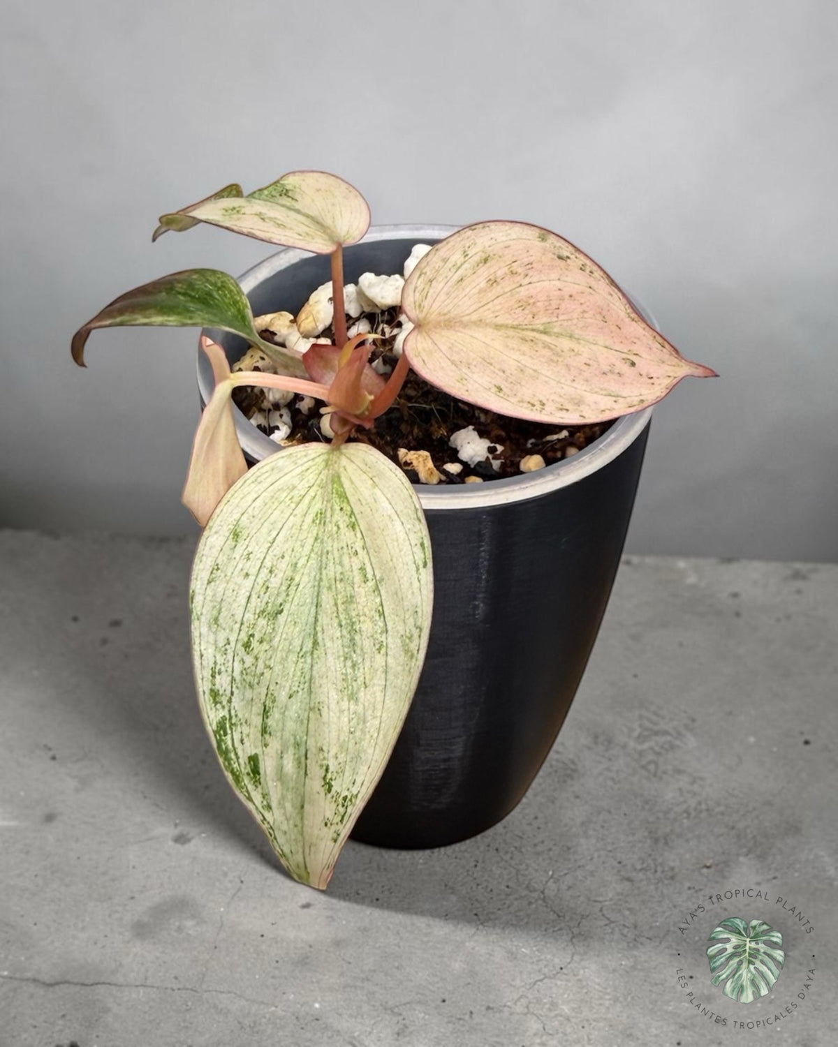 Philodendron Pink Micans Mint, young plant with velvety pink, cream and mint-green heart-shaped leaves in a pot