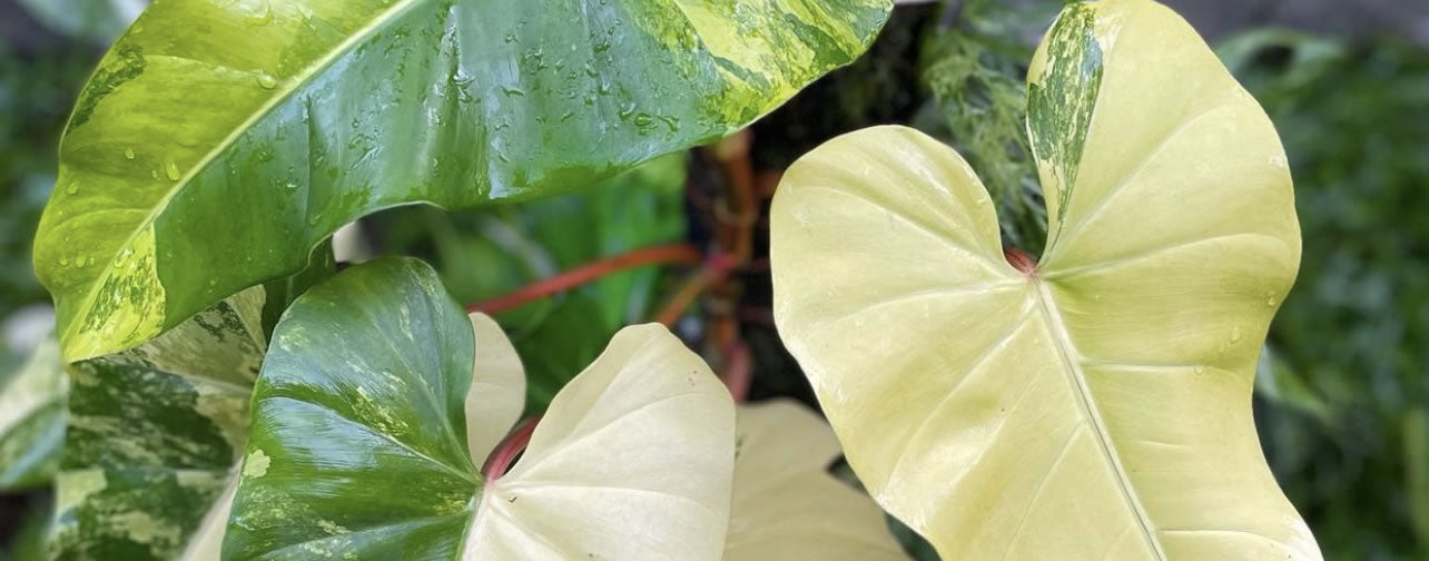 XL Philodendron Davidsonii one unrooted single leaf one node cutting - giant Philodendron order with burgundy undersides and Huge leaves over 2'